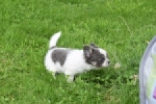 Chihuahua (teef) 55546