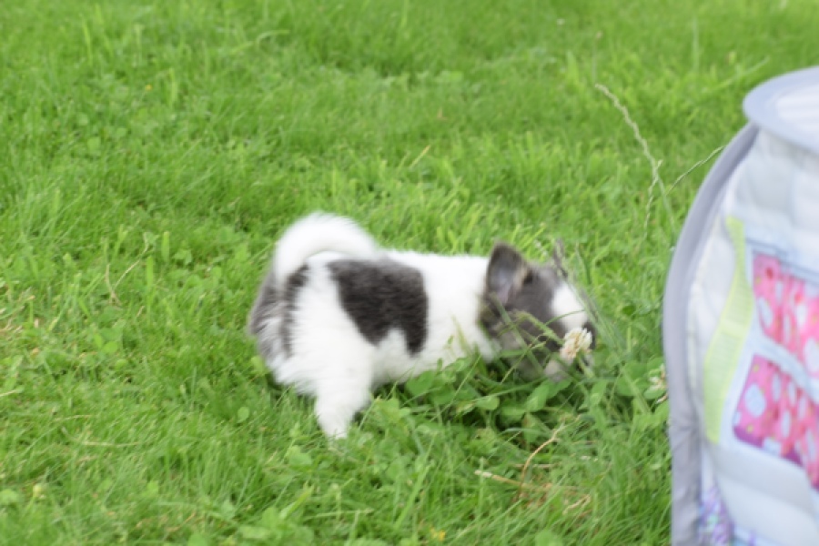 Chihuahua (teef) 55546
