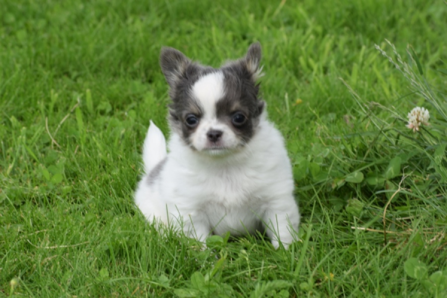 Chihuahua (teef) 55546