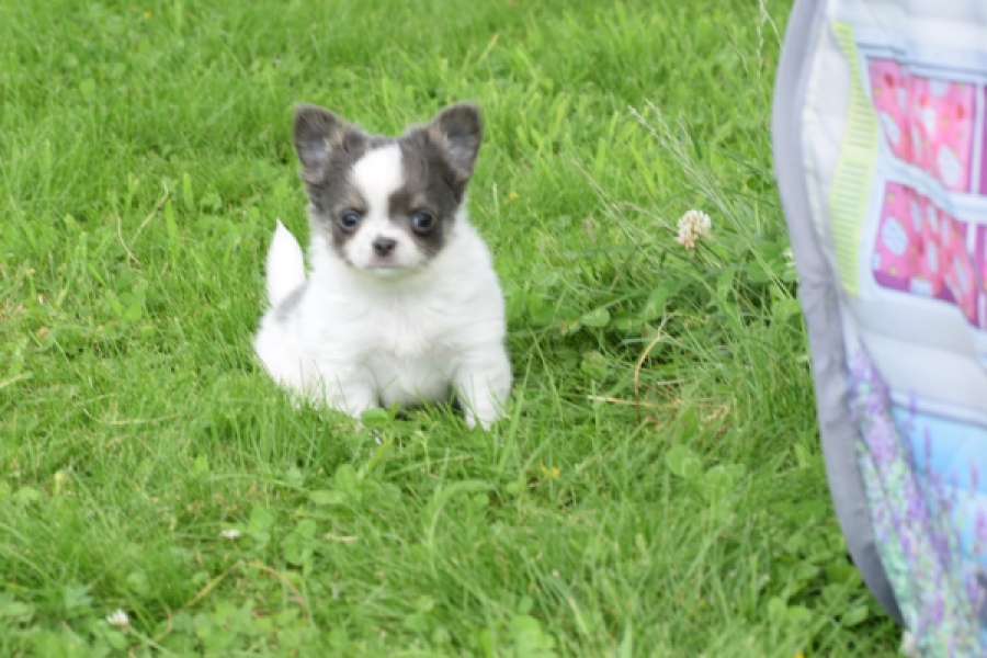 Chihuahua (teef) 55546