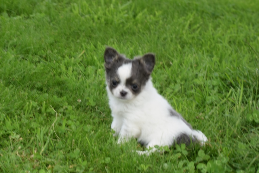 Chihuahua (teef) 55546