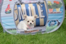 Chihuahua (teef) 55545