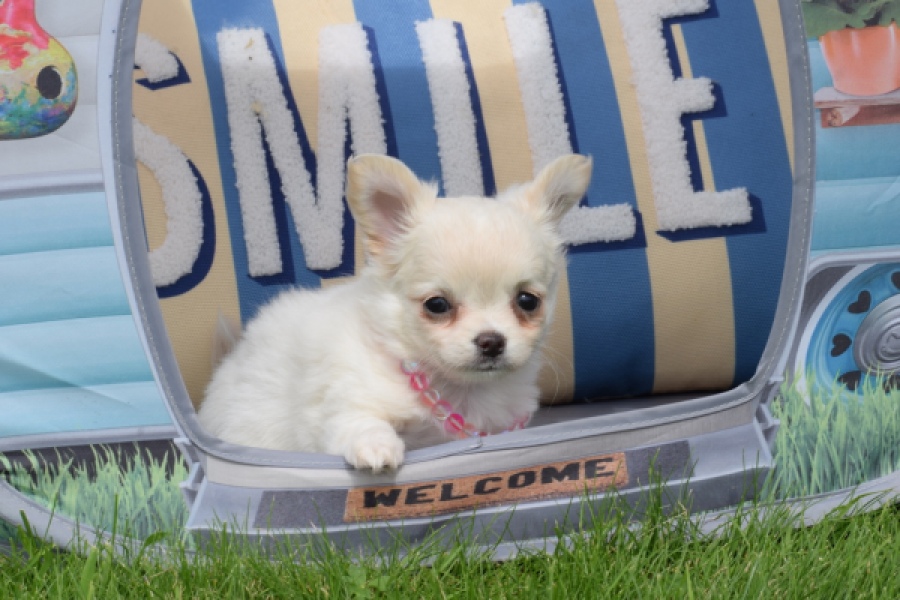 Chihuahua (teef) 55545