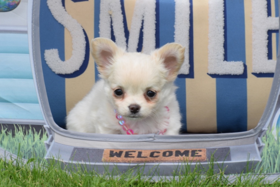 Chihuahua (teef) 55545