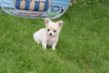 Chihuahua (teef) 55545