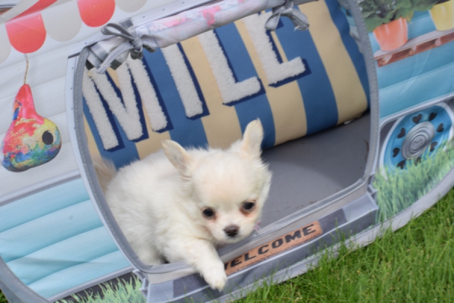 Chihuahua (teef) 55545