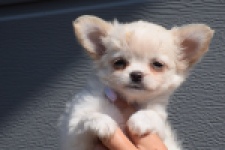 Chihuahua (teef) 55545