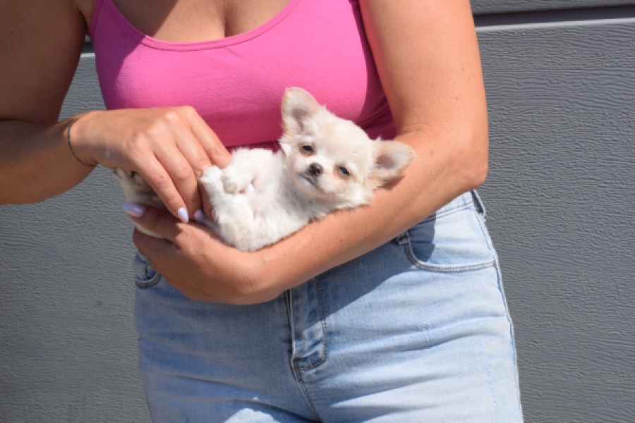 Chihuahua (teef) 55545