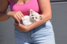 Chihuahua (teef) 55545