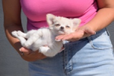 Chihuahua (teef) 55545