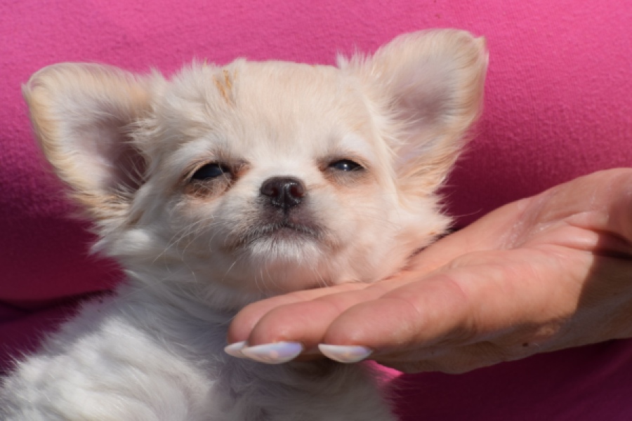 Chihuahua (teef) 55545