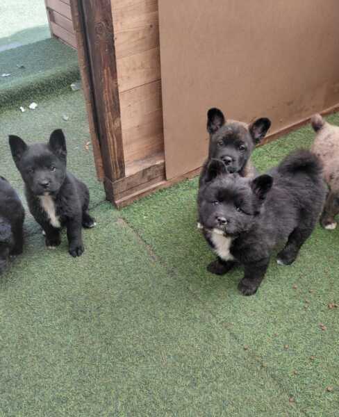 Franse Bulldog X Akita (teef) 82925