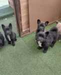 Franse Bulldog X Akita (teef) 82925