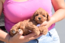 Caniche (teef) 28512