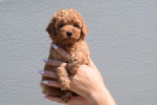 Caniche (teef) 28517