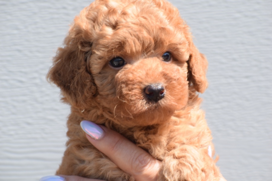 Caniche (teef) 28517