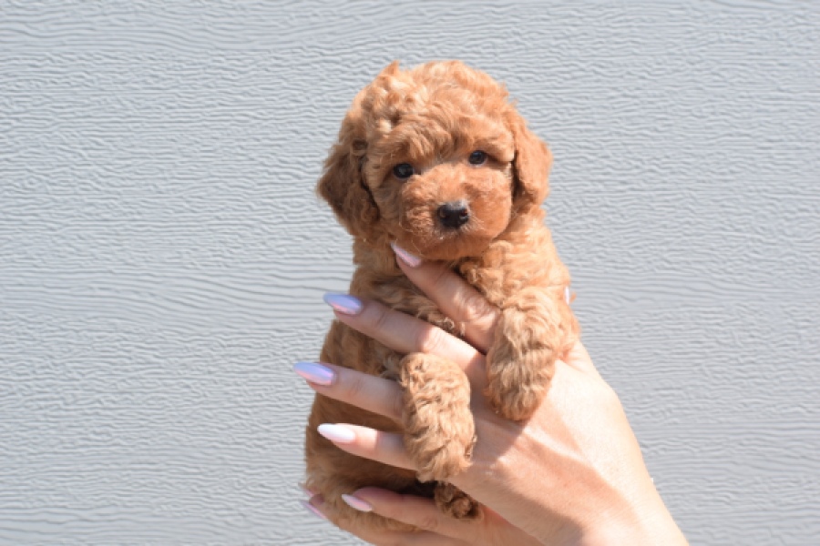 Caniche (teef) 28517