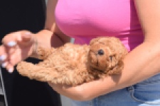 Caniche (teef) 28517
