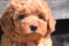 Caniche (teef) 28517