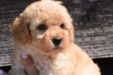 Caniche (teef) 28516