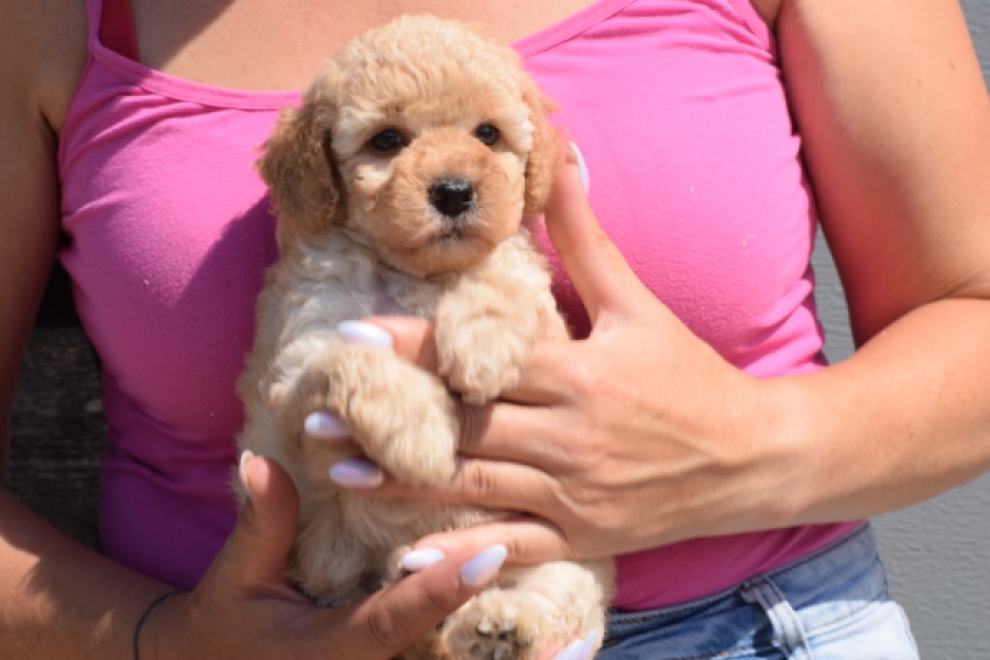 Caniche (teef) 28516