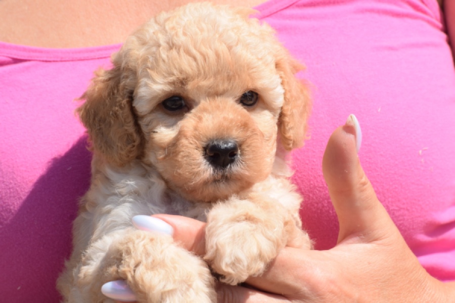 Caniche (teef) 28516