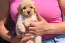 Caniche (teef) 28516