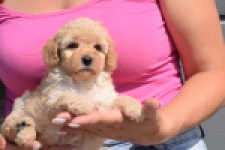 Caniche (teef) 28516