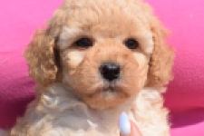Caniche (teef) 28516