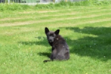 Franse Bulldog X Akita (teef) 82925