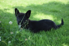 Franse Bulldog X Akita (teef) 82925