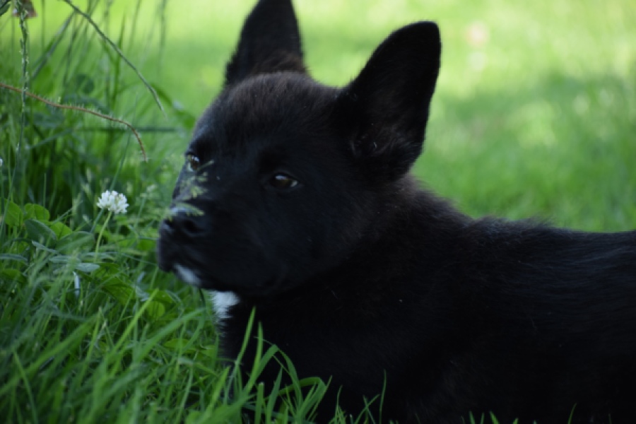 Franse Bulldog X Akita (teef) 82925