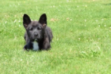 Franse Bulldog X Akita (teef) 82925