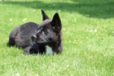 Franse Bulldog X Akita (teef) 82925