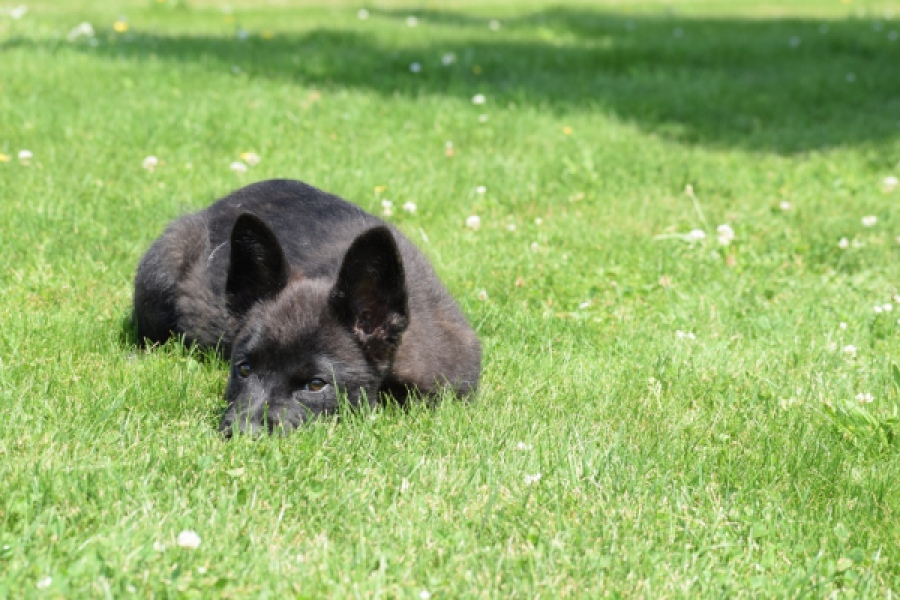 Franse Bulldog X Akita (teef) 82925