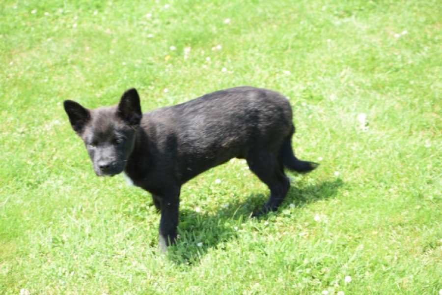 Franse Bulldog X Akita (teef) 82925