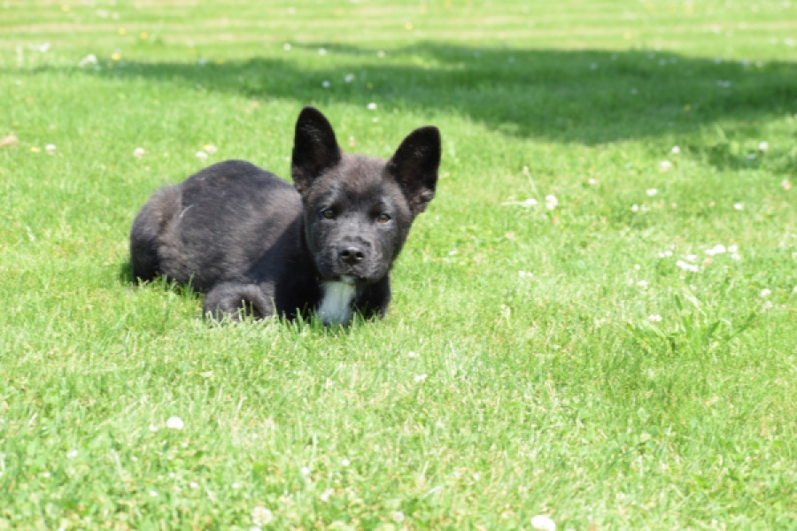 Franse Bulldog X Akita (teef) 82925