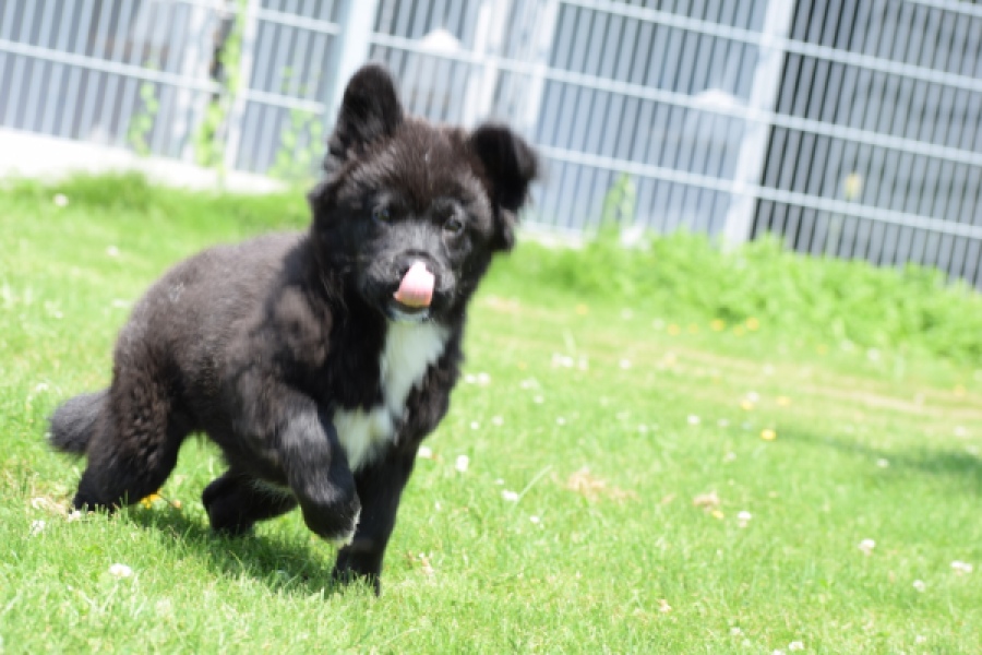 Franse Bulldog X Akita (teef) 82540