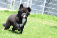 Franse Bulldog X Akita (teef) 82540