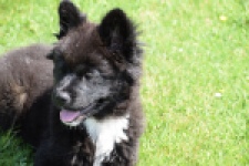 Franse Bulldog X Akita (teef) 82540