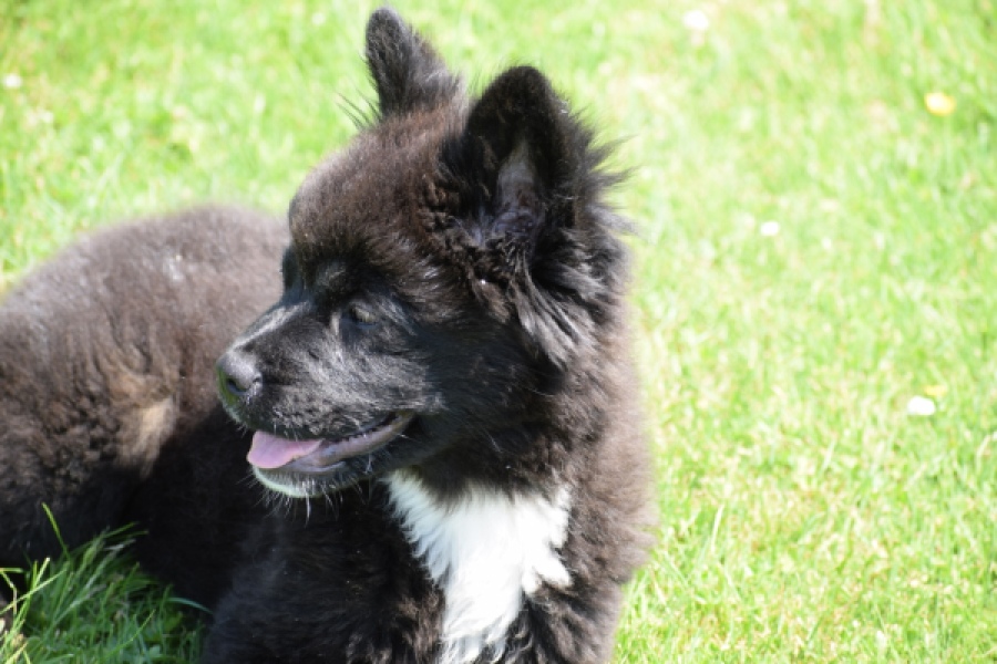 Franse Bulldog X Akita (teef) 82540