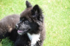 Franse Bulldog X Akita (teef) 82540