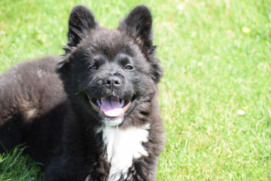 Franse Bulldog X Akita (teef) 82540