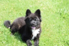 Franse Bulldog X Akita (teef) 82540