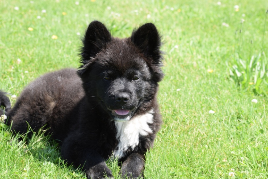 Franse Bulldog X Akita (teef) 82540