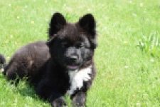 Franse Bulldog X Akita (teef) 82540