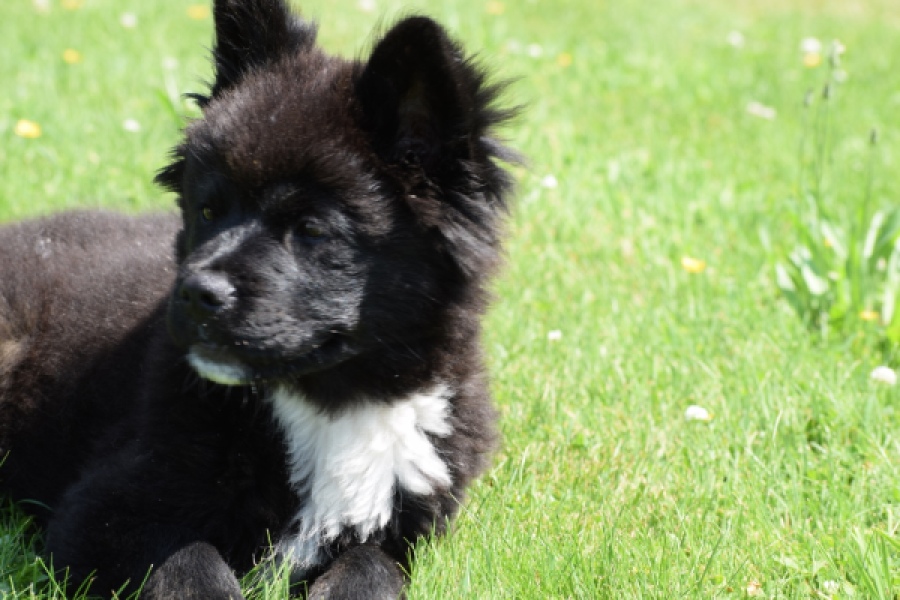Franse Bulldog X Akita (teef) 82540