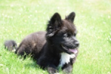Franse Bulldog X Akita (teef) 82540