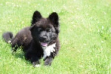 Franse Bulldog X Akita (teef) 82540