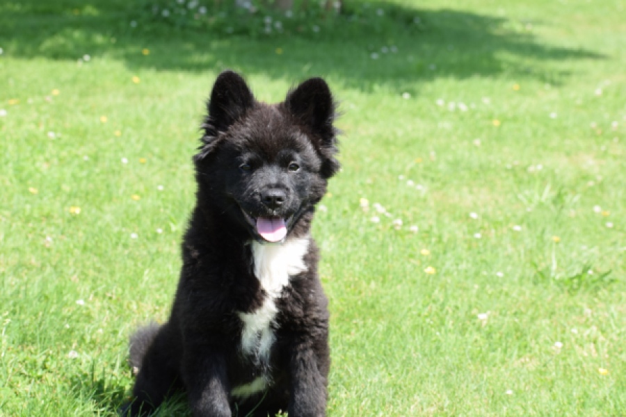 Franse Bulldog X Akita (teef) 82540